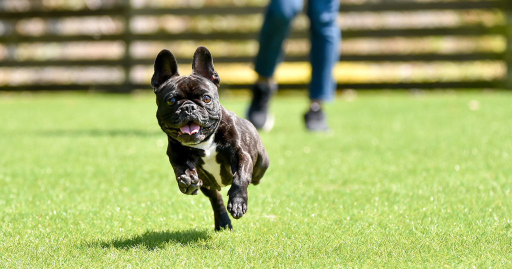 how-to-clean-fake-grass-from-dog-urine-eag